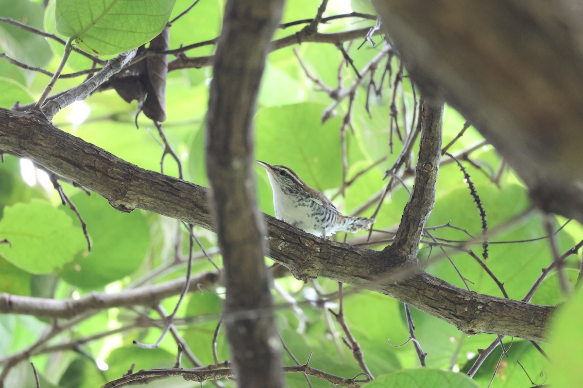 Banded Wren - ML646270261