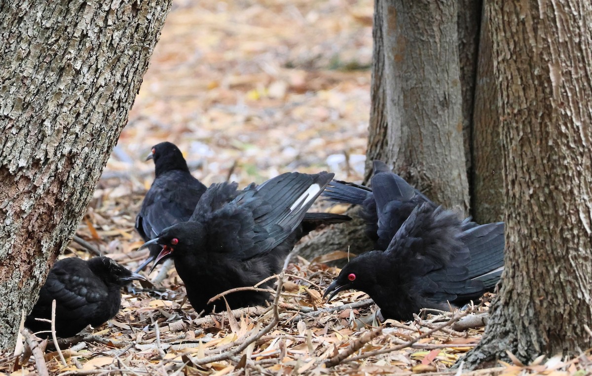 White-winged Chough - ML646270263