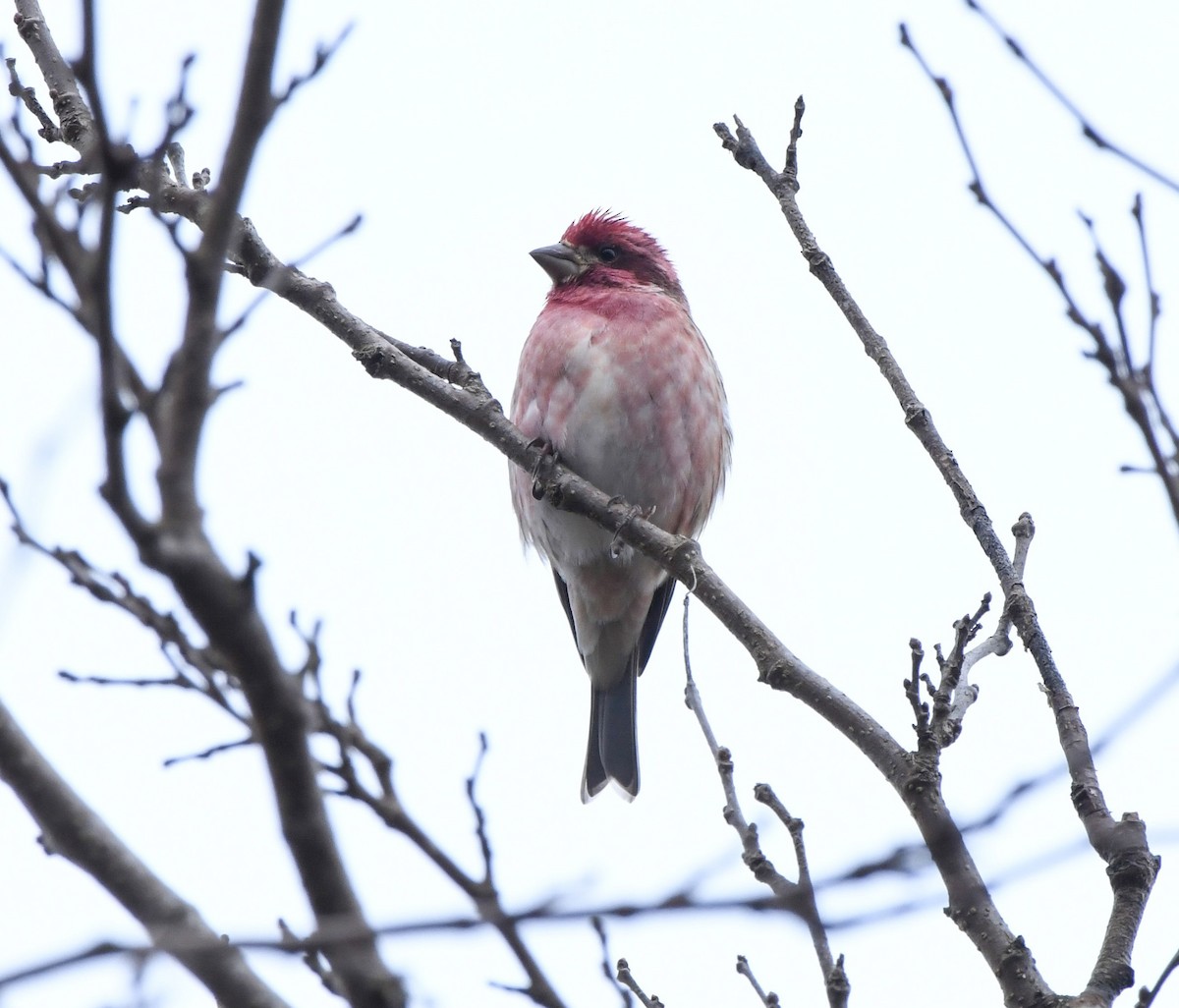 Purple Finch (Eastern) - ML646270270