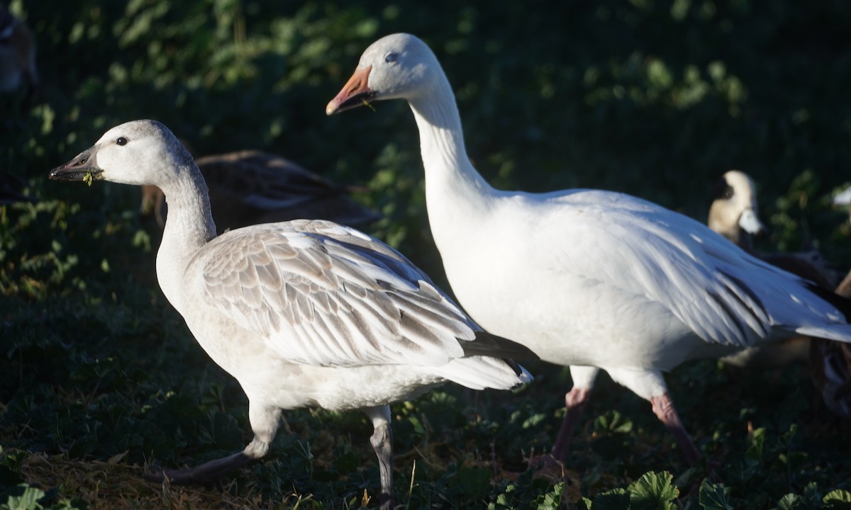 husa sněžní - ML646270271