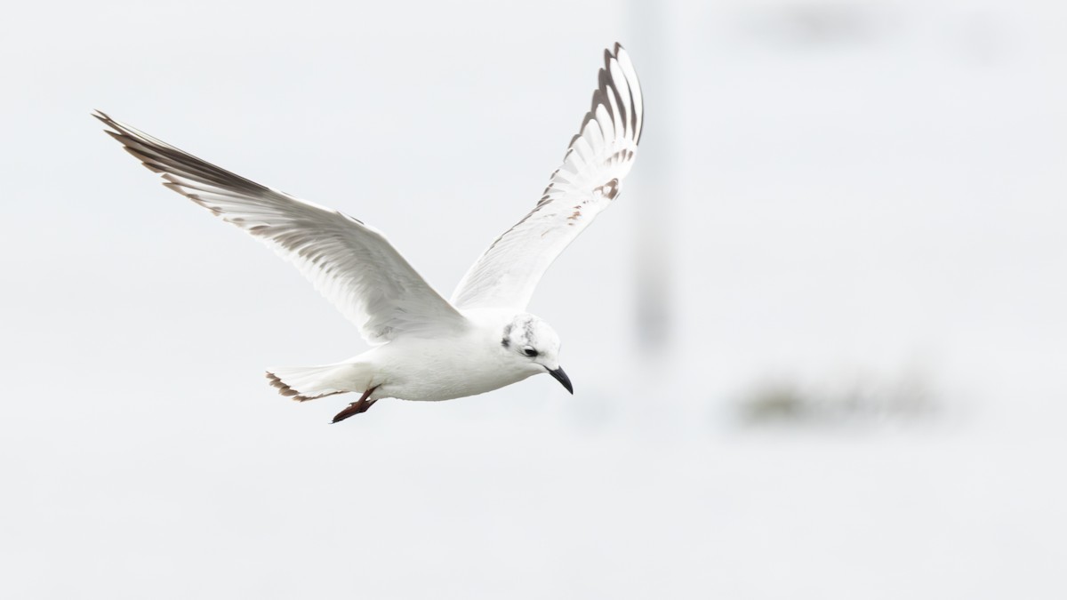 racek čínský - ML646270274