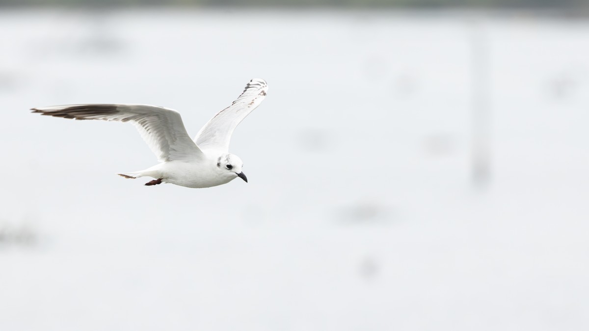 racek čínský - ML646270275