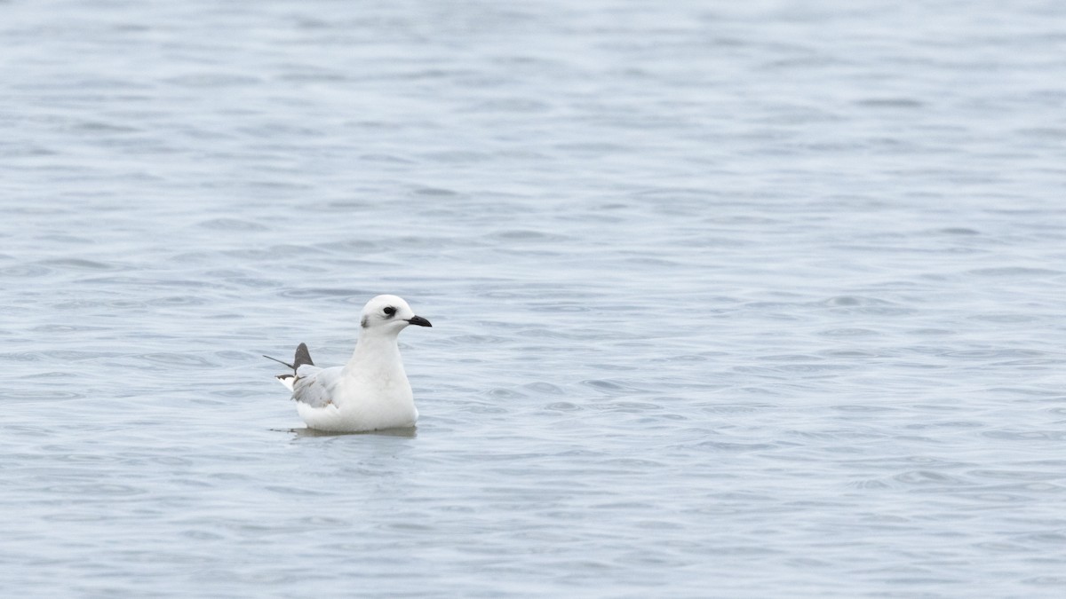 racek čínský - ML646270276