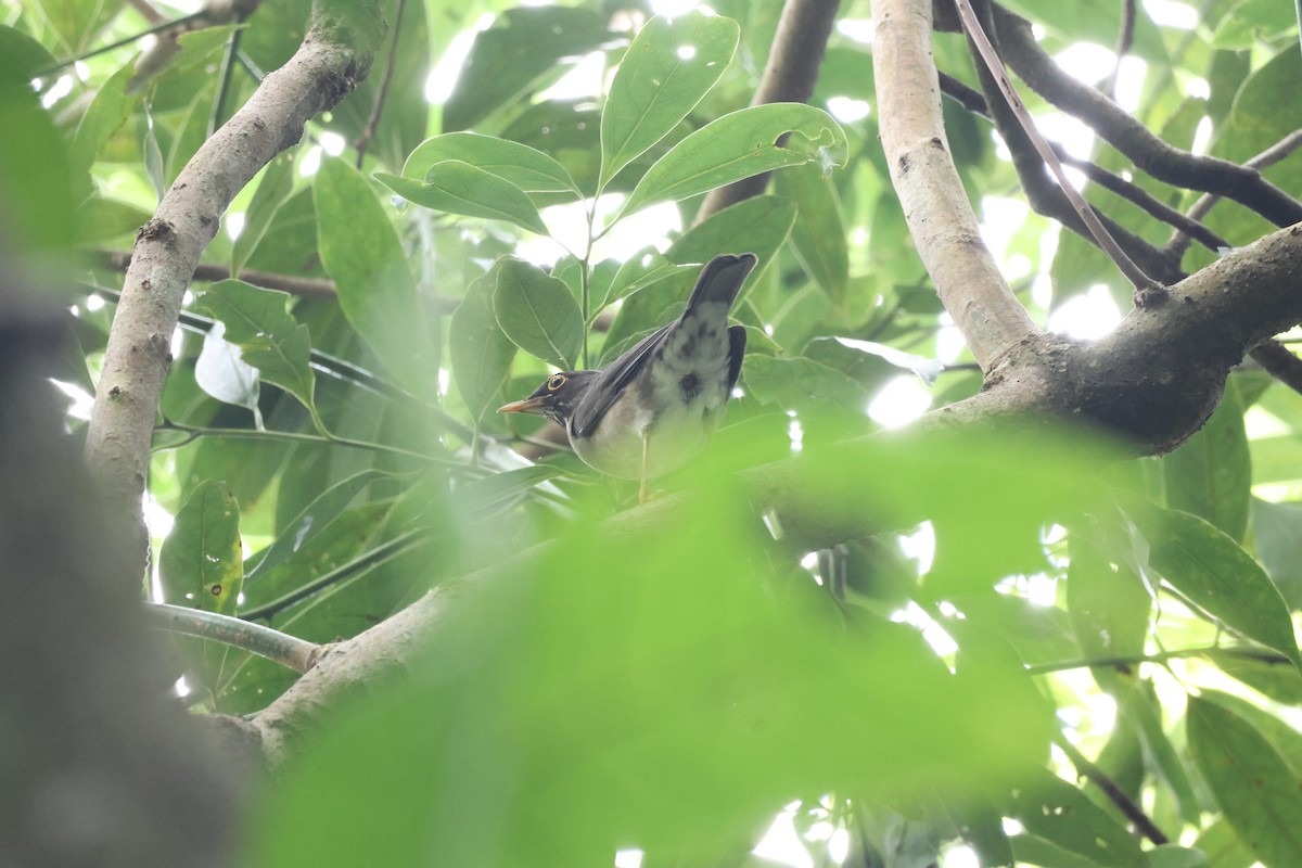 White-throated Thrush - ML646270278