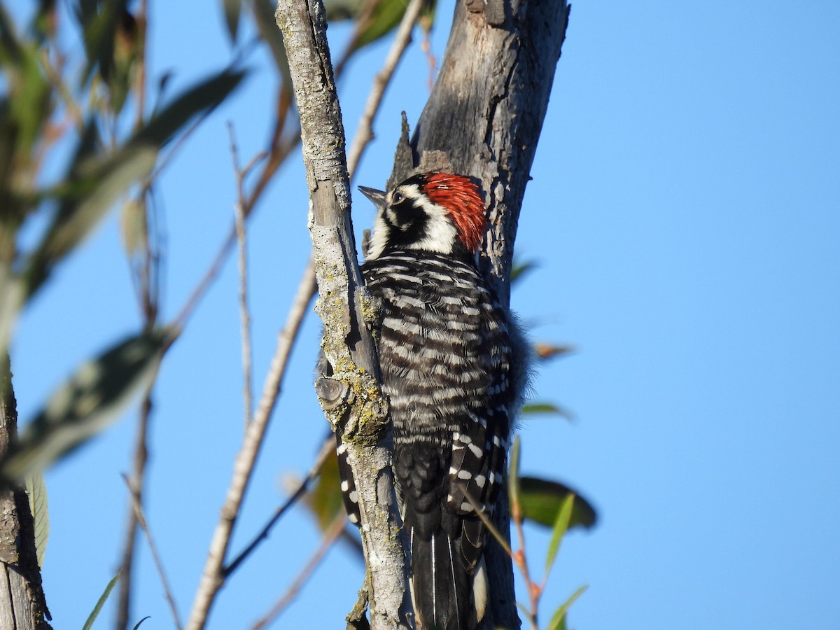 strakapoud kalifornský - ML646270279