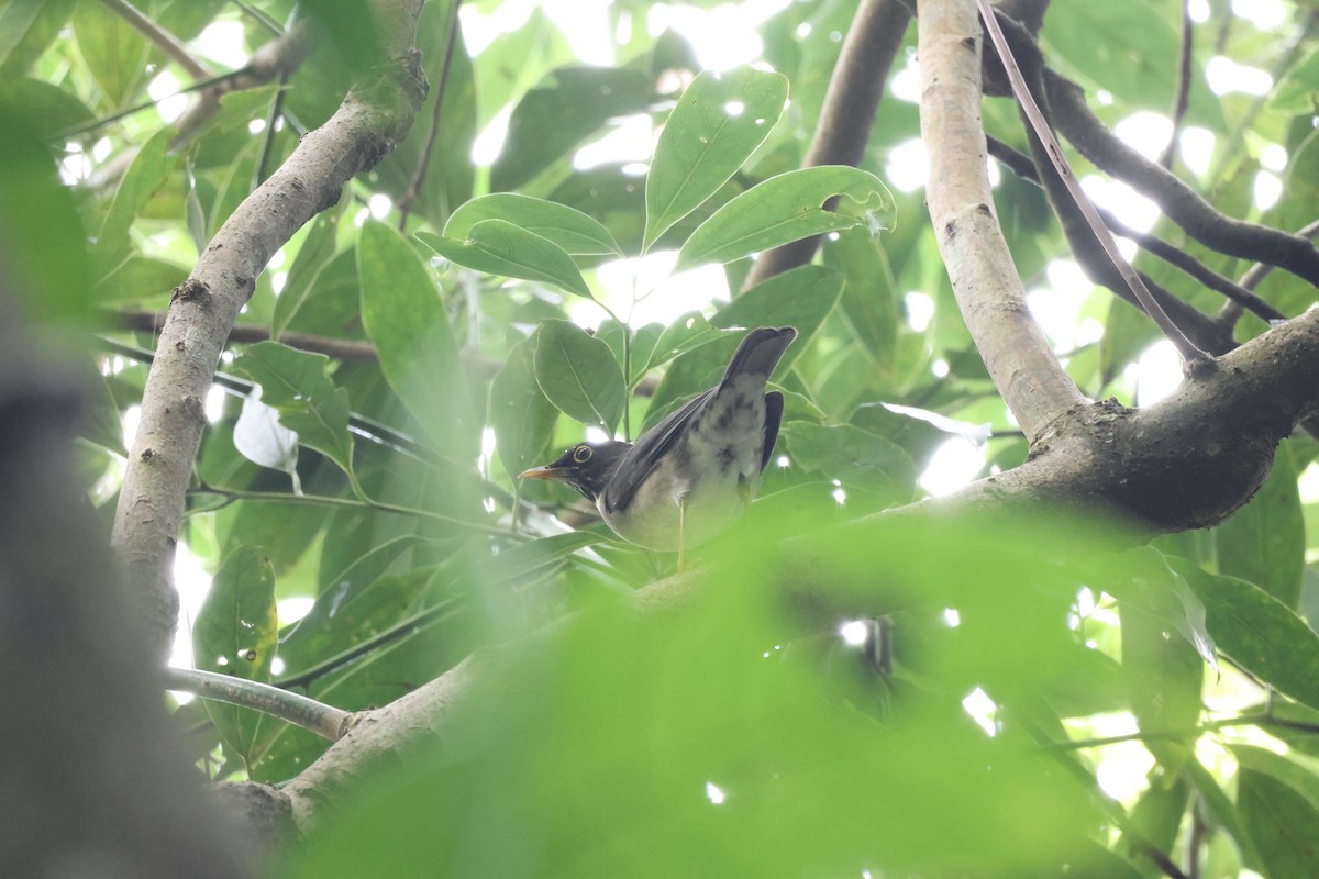 White-throated Thrush - ML646270280