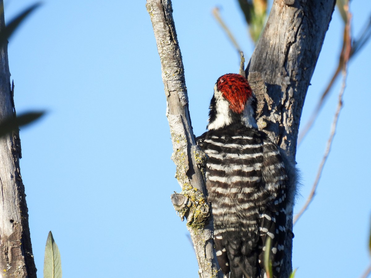 strakapoud kalifornský - ML646270281