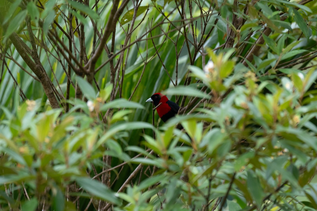 Crimson-collared Tanager - ML646270282