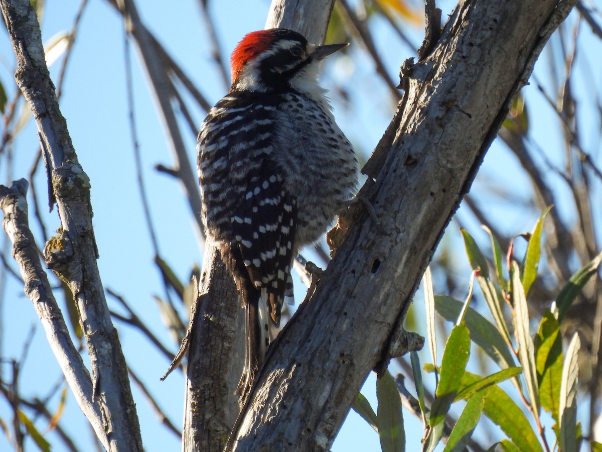 strakapoud kalifornský - ML646270283