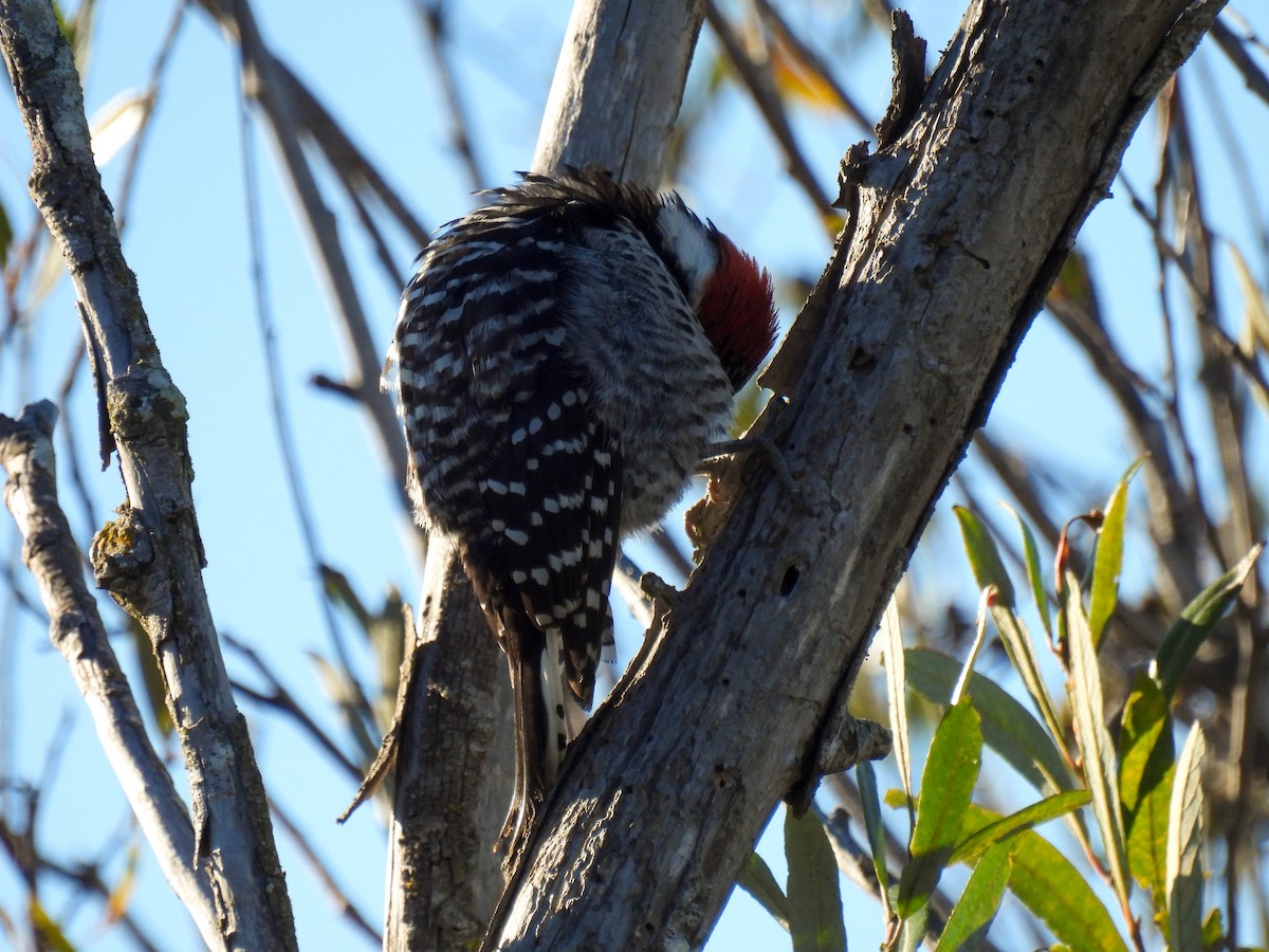 strakapoud kalifornský - ML646270284