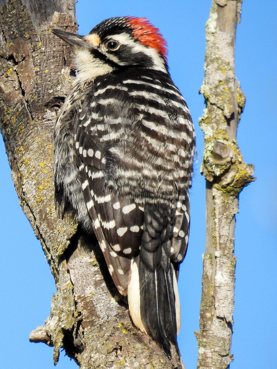 strakapoud kalifornský - ML646270285