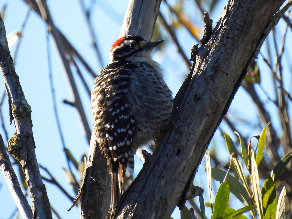 strakapoud kalifornský - ML646270286