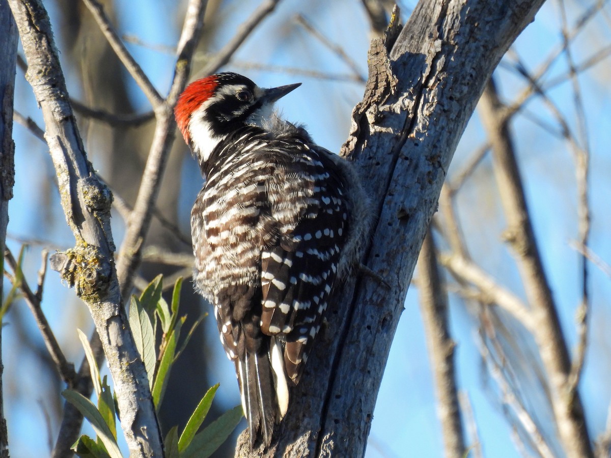 strakapoud kalifornský - ML646270289