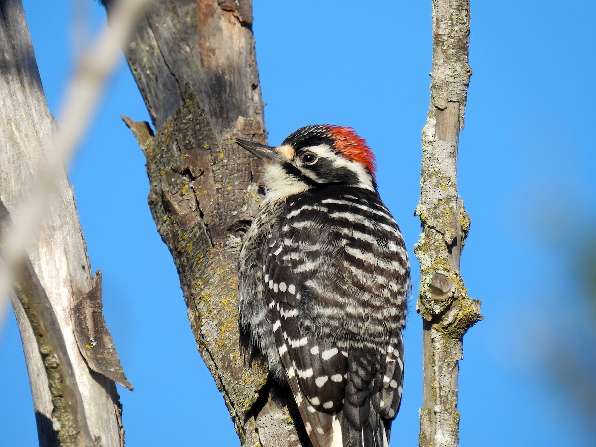 strakapoud kalifornský - ML646270290