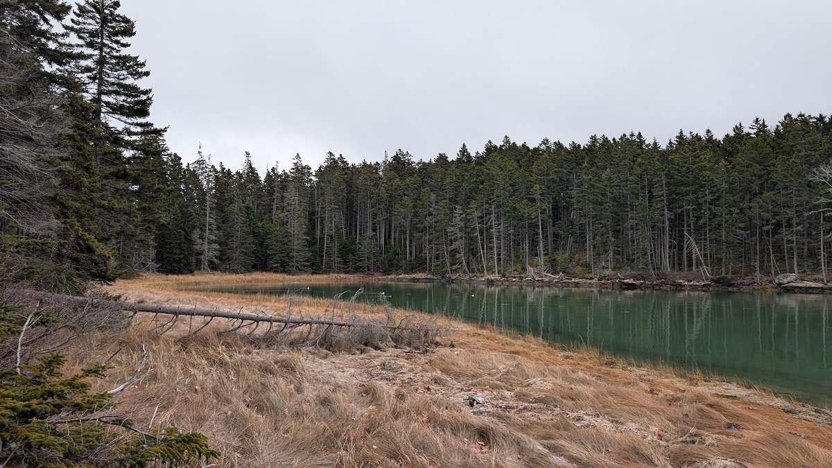 hohol bělavý - ML646270291