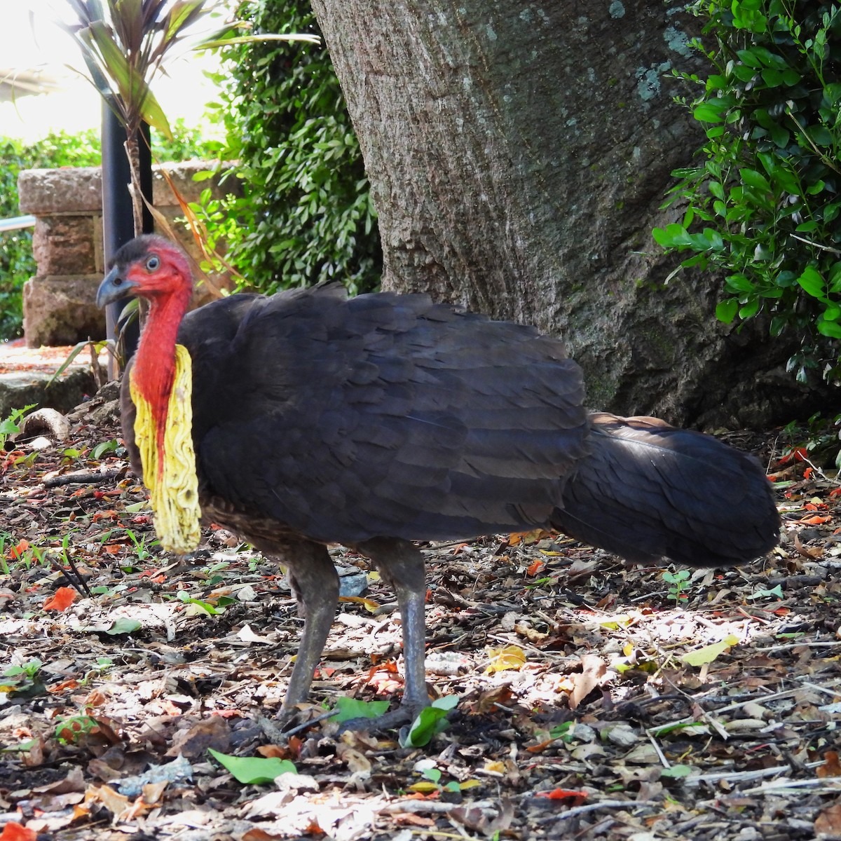 tabon brunátný - ML646270292