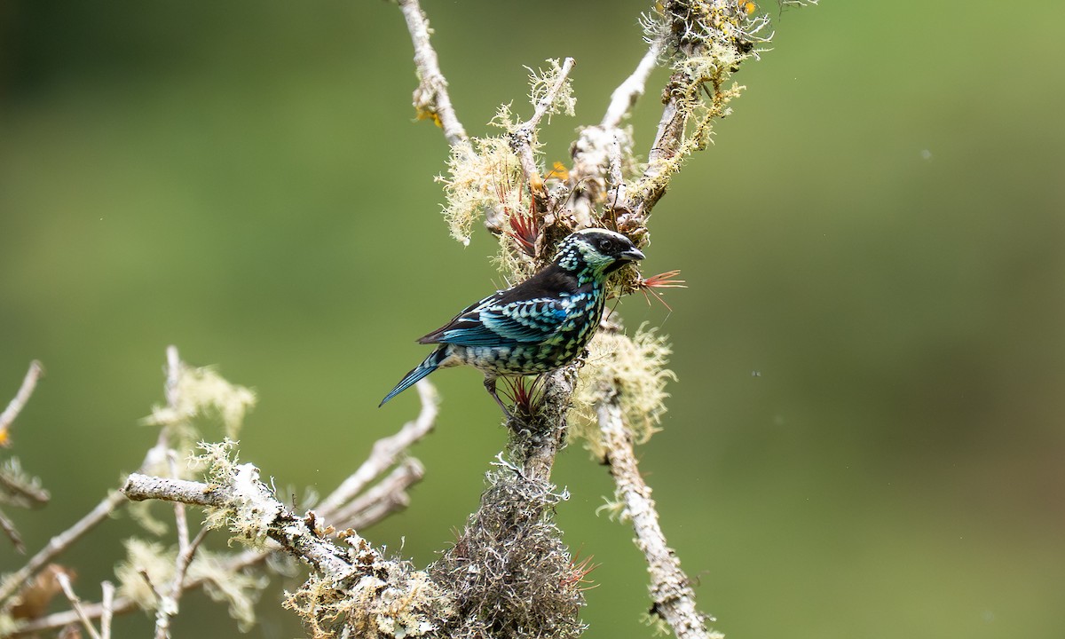 Beryl-spangled Tanager - ML646270293