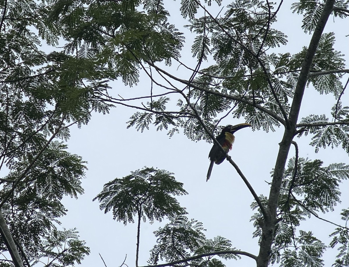 arassari hnědouchý - ML646270294