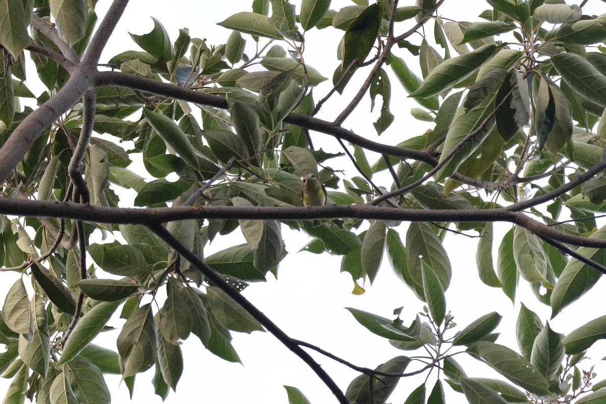 Tennessee Warbler - ML646270295