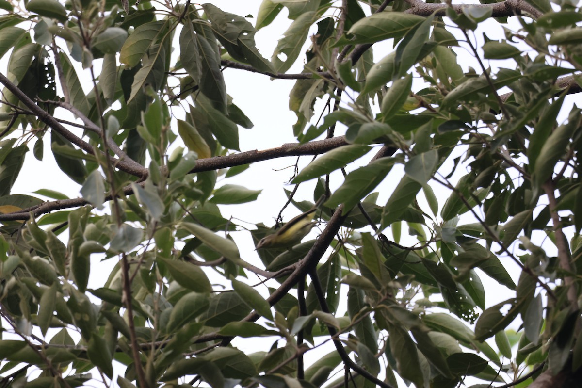 Tennessee Warbler - ML646270296