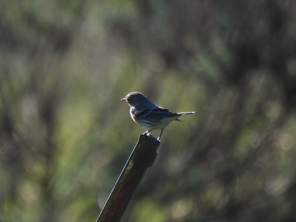 lesňáček žlutoskvrnný - ML646270298