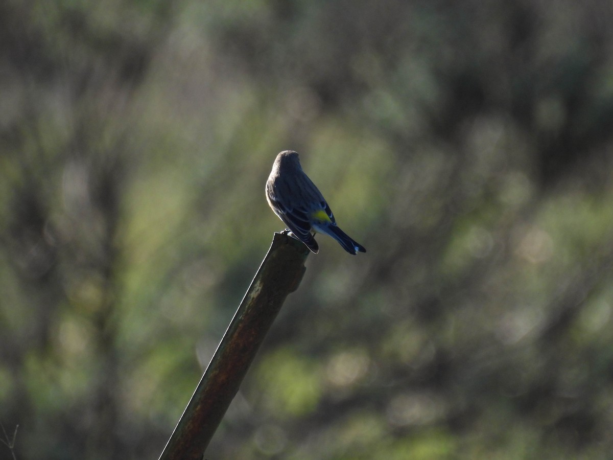 lesňáček žlutoskvrnný - ML646270299