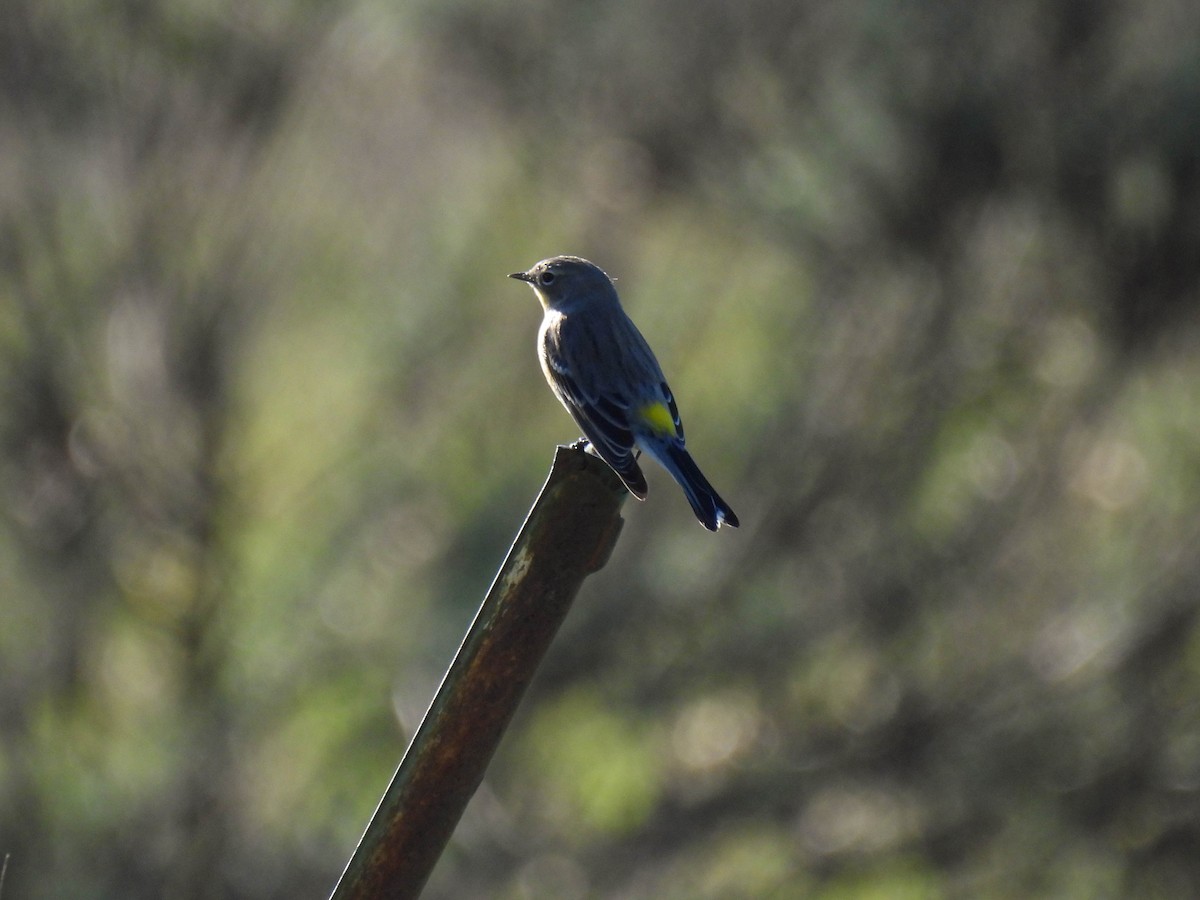 lesňáček žlutoskvrnný - ML646270300