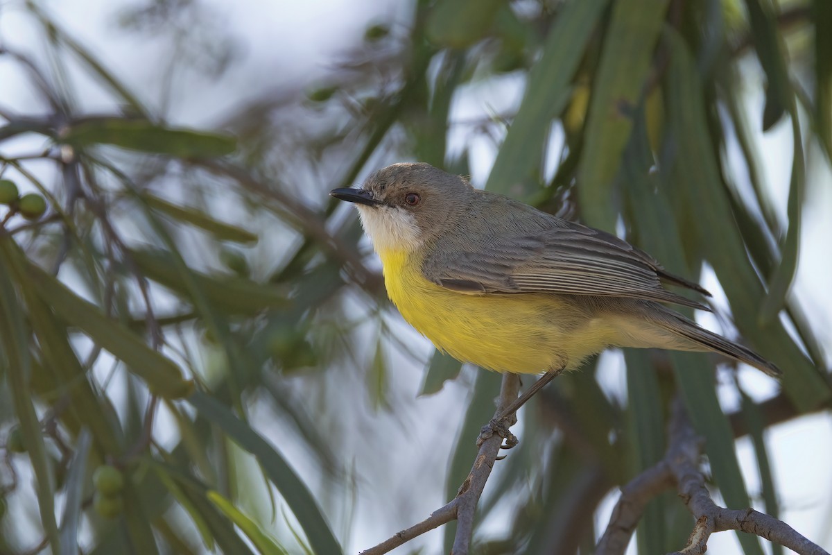 White-throated Gerygone - ML646270301