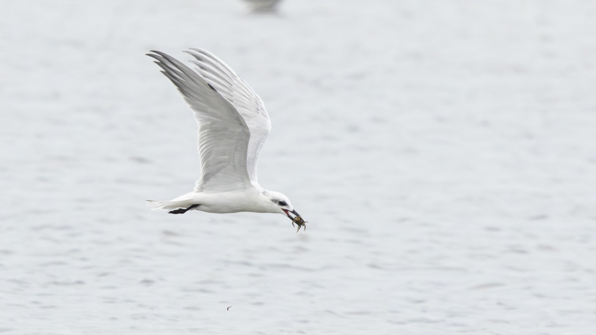 rybák černozobý - ML646270302