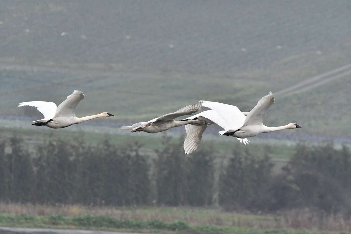 Trumpeter Swan - ML646270303