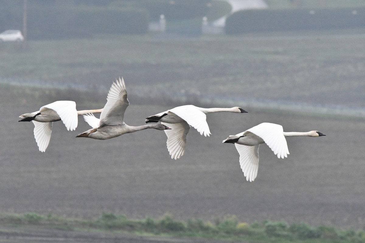 Trumpeter Swan - ML646270304
