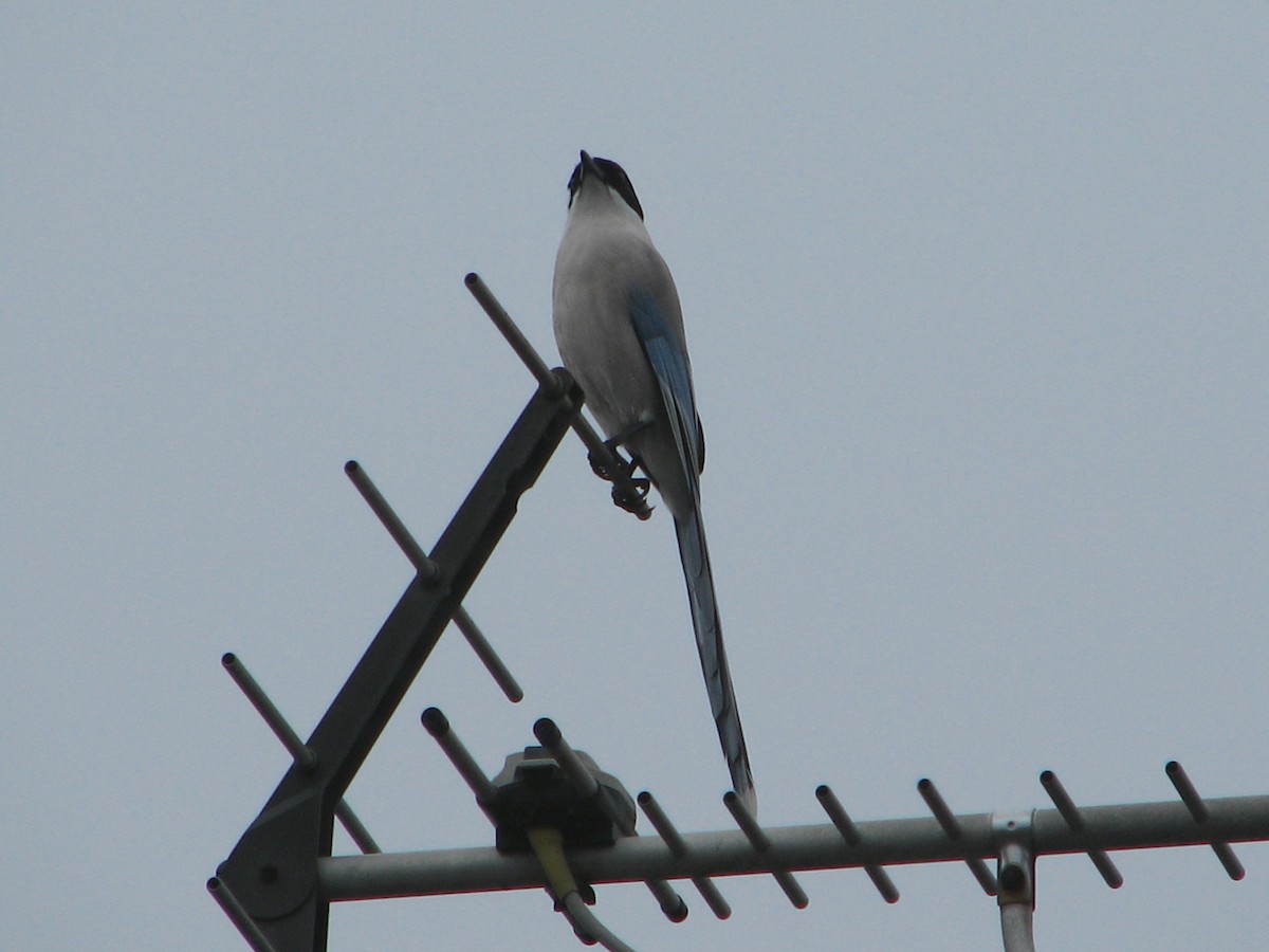 straka modrá - ML646270305