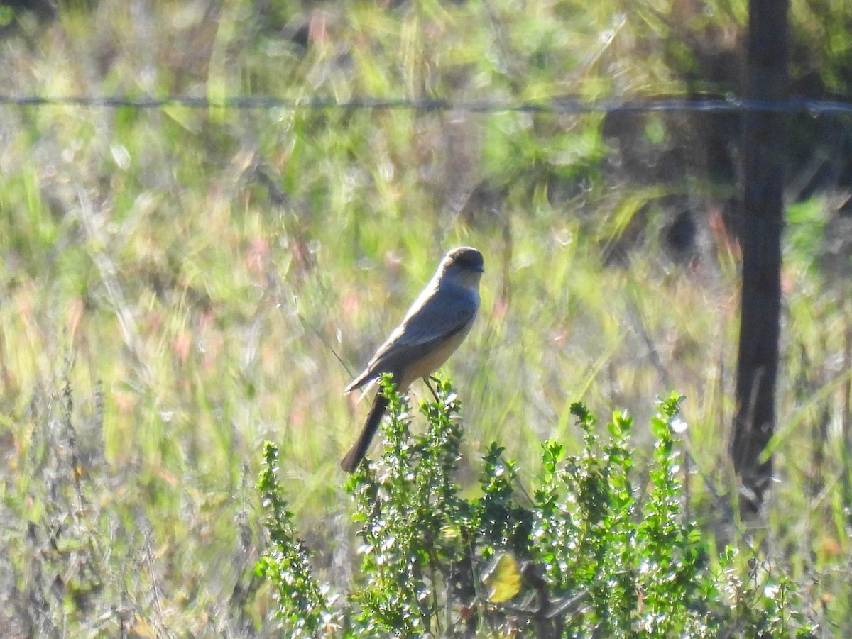 Say's Phoebe - ML646270306