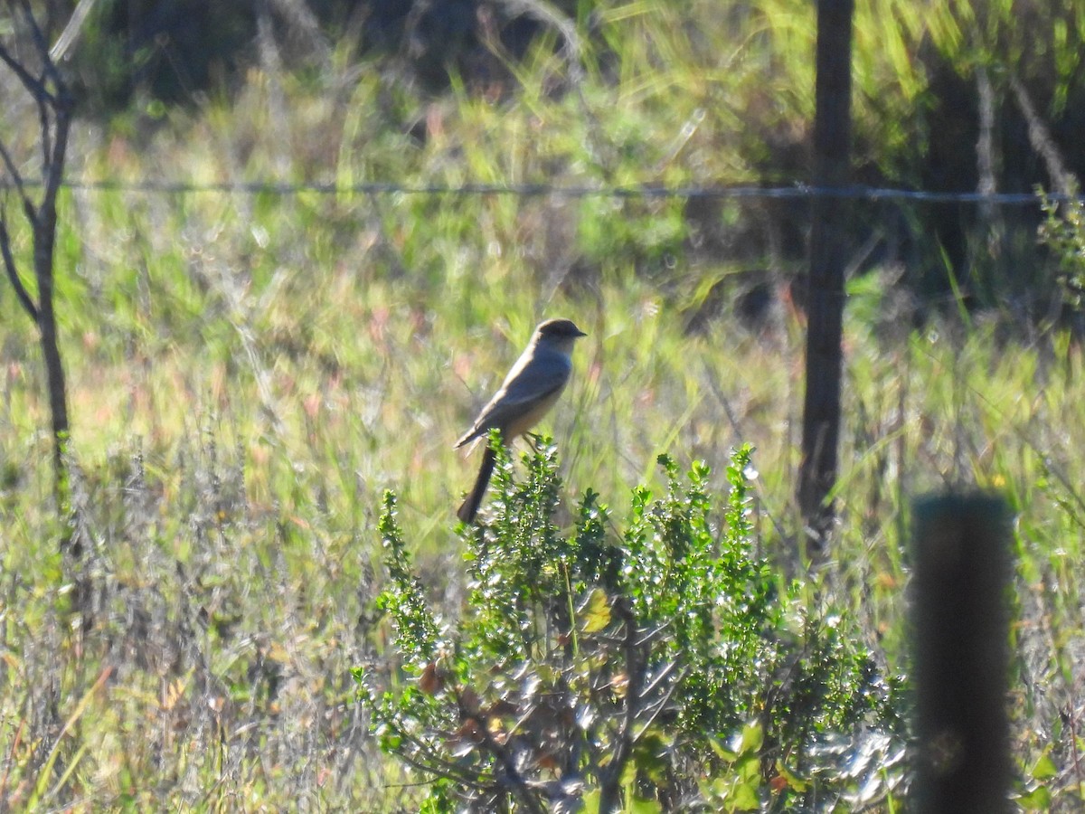Say's Phoebe - ML646270307
