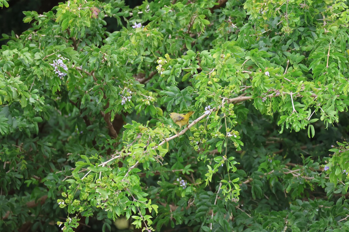 Northern Yellow Warbler - ML646270308