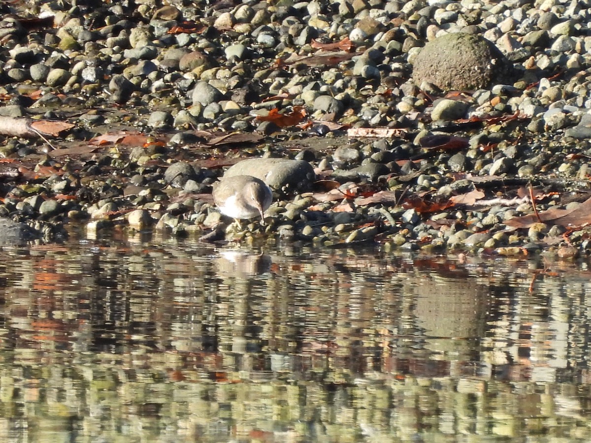 pisík americký - ML646270309