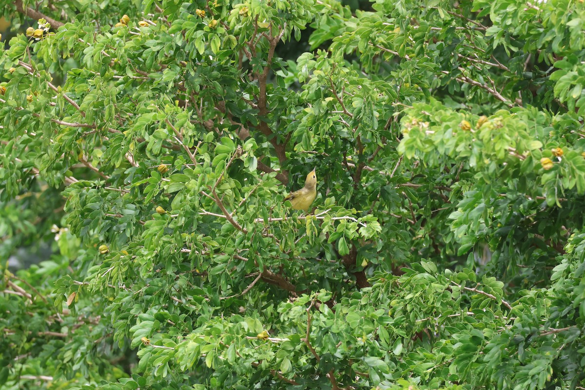 Northern Yellow Warbler - ML646270310