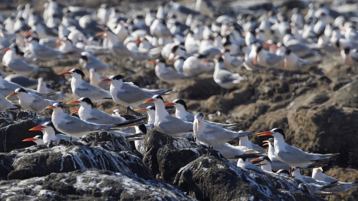 rybák západní - ML646270311