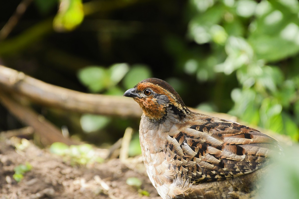 Singing Quail - ML646270314
