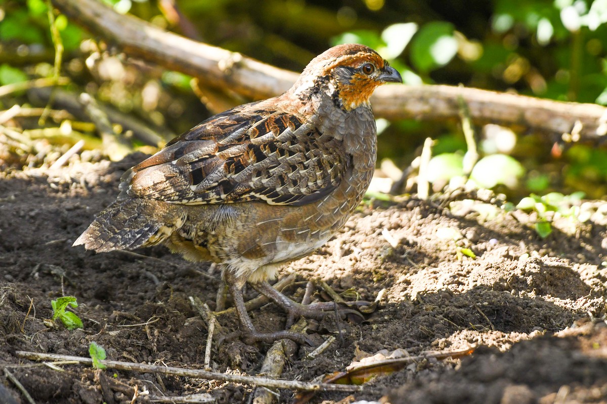 Singing Quail - ML646270315