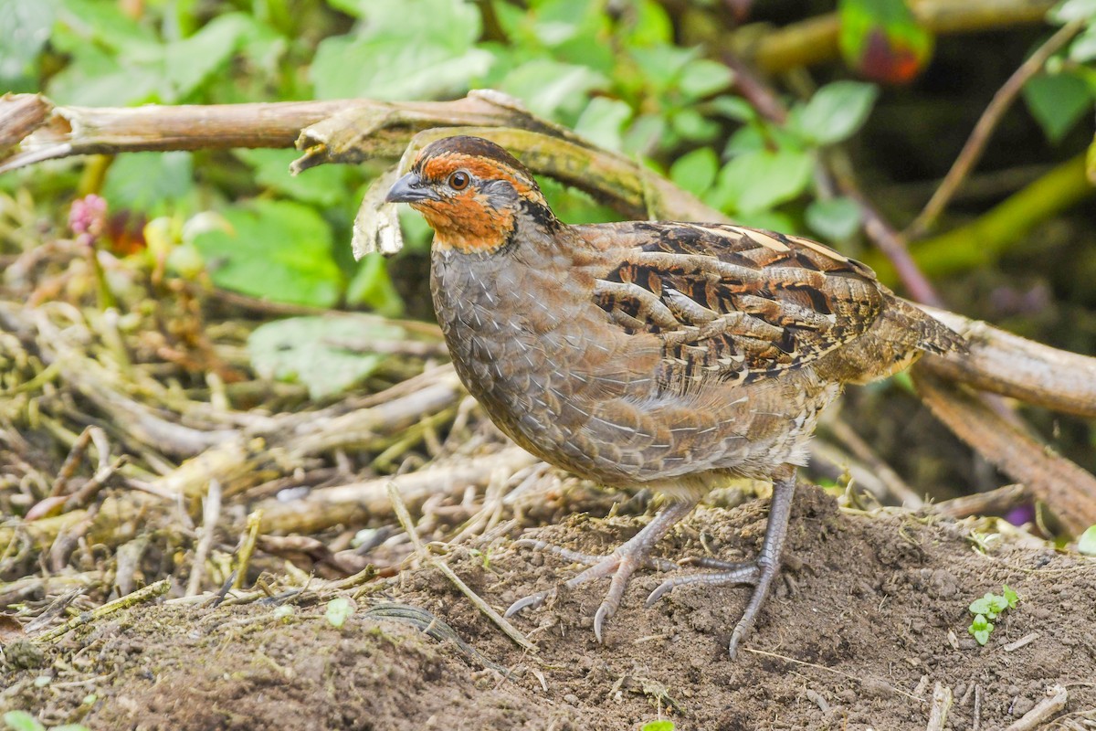 Singing Quail - ML646270316
