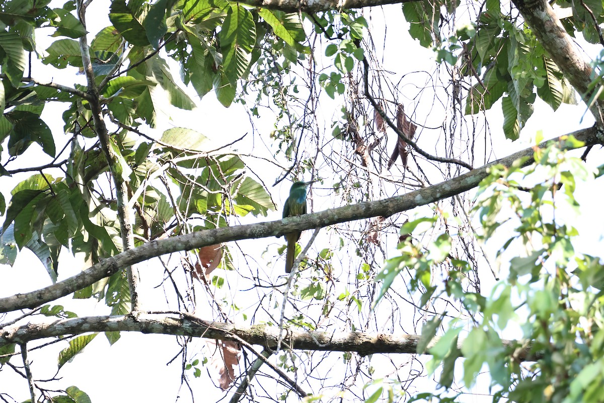 アオムネハチクイ - ML646270317