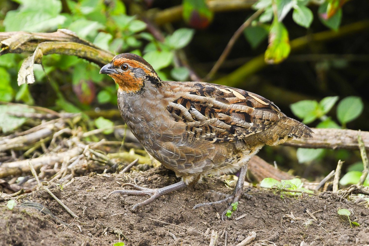 Singing Quail - ML646270318