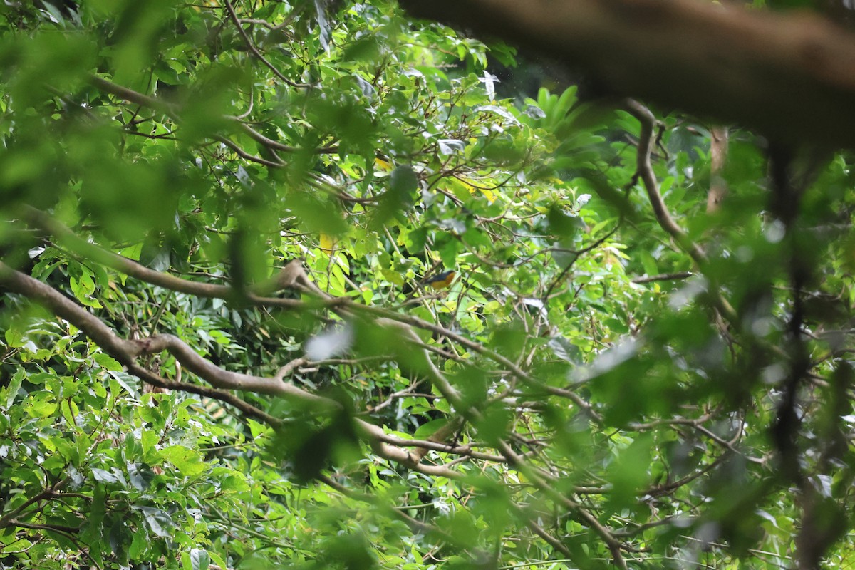 Tropical Parula - ML646270321