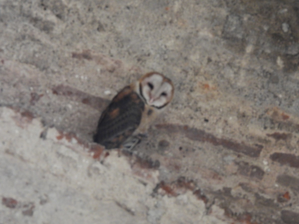 American Barn Owl - ML646270323