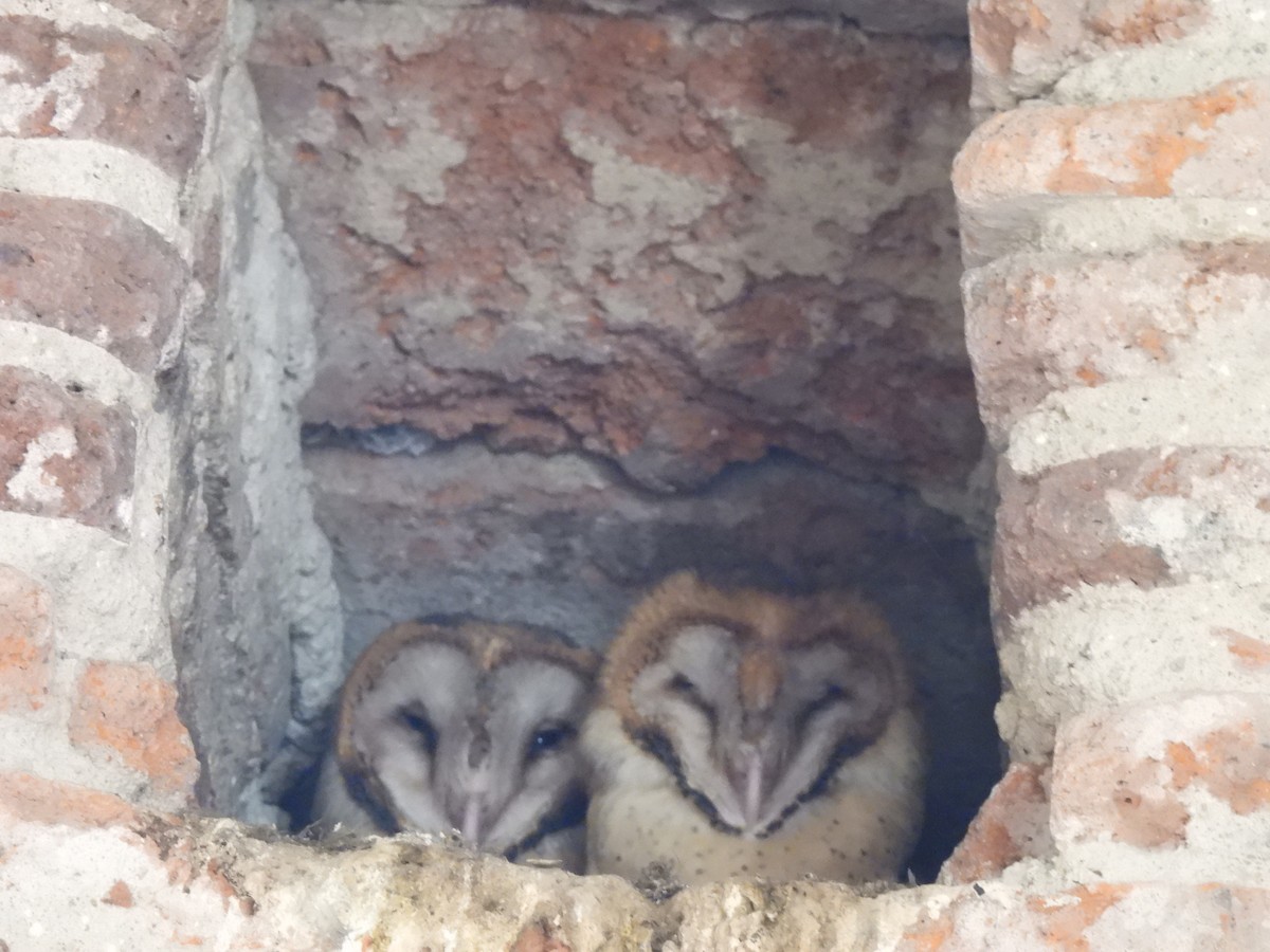 American Barn Owl - ML646270324