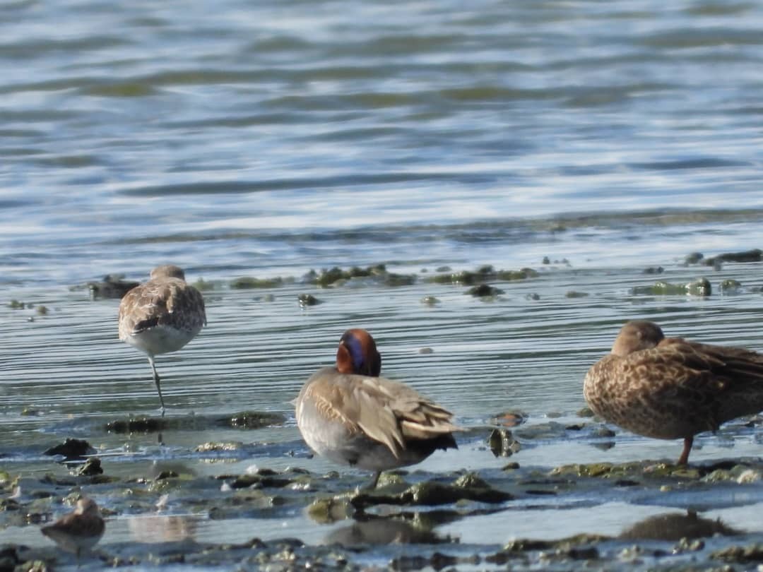 Green-winged Teal - ML646270333