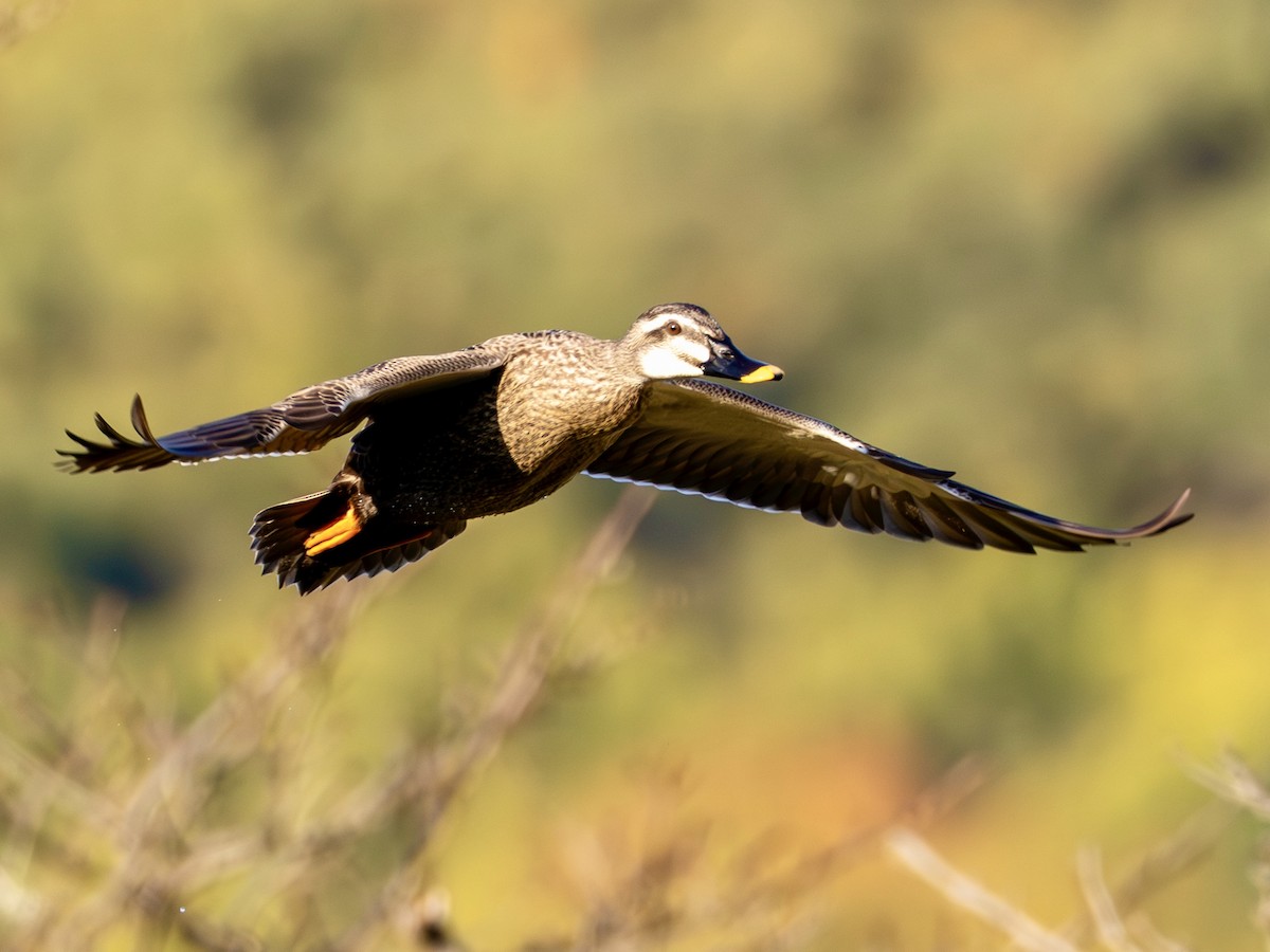 花嘴鴨 - ML646270337