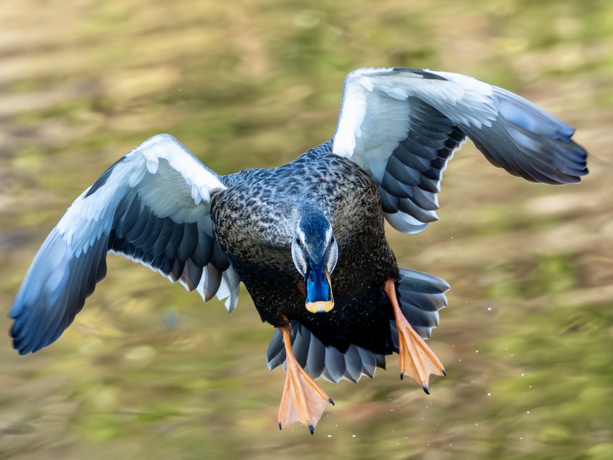 花嘴鴨 - ML646270338