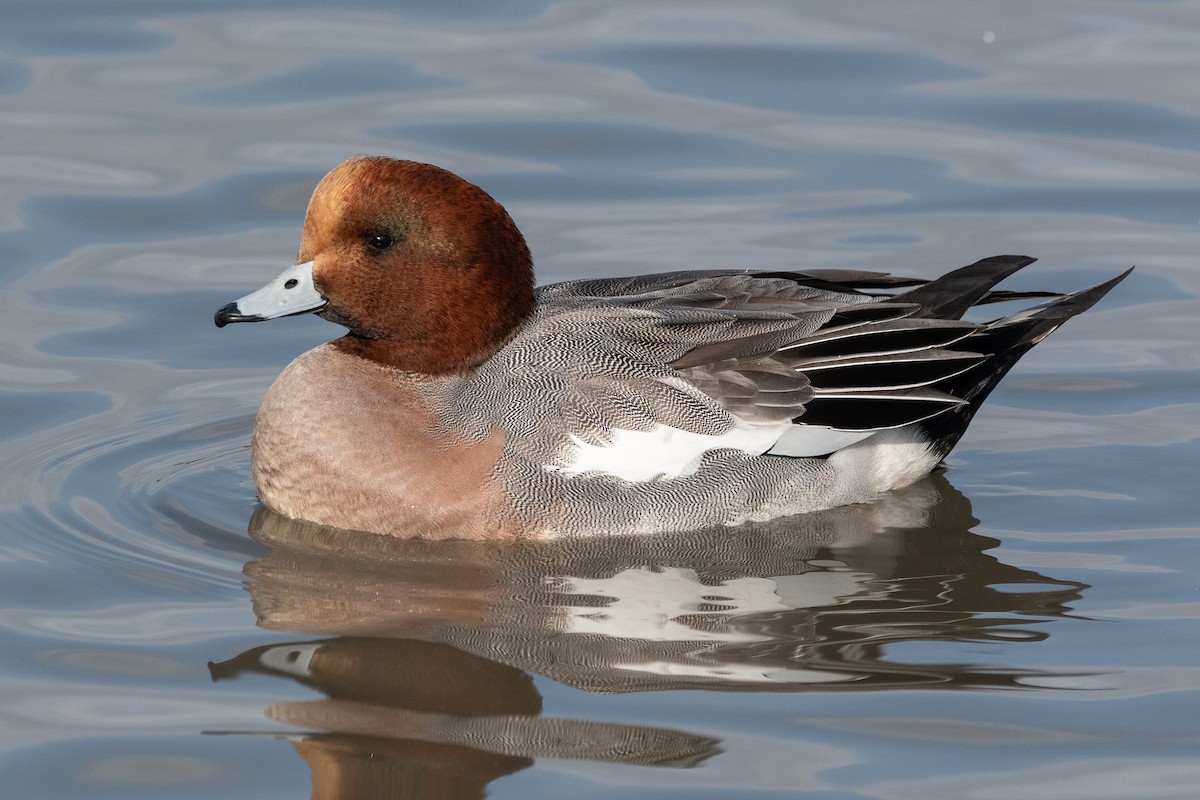 赤頸鴨 - ML646270339